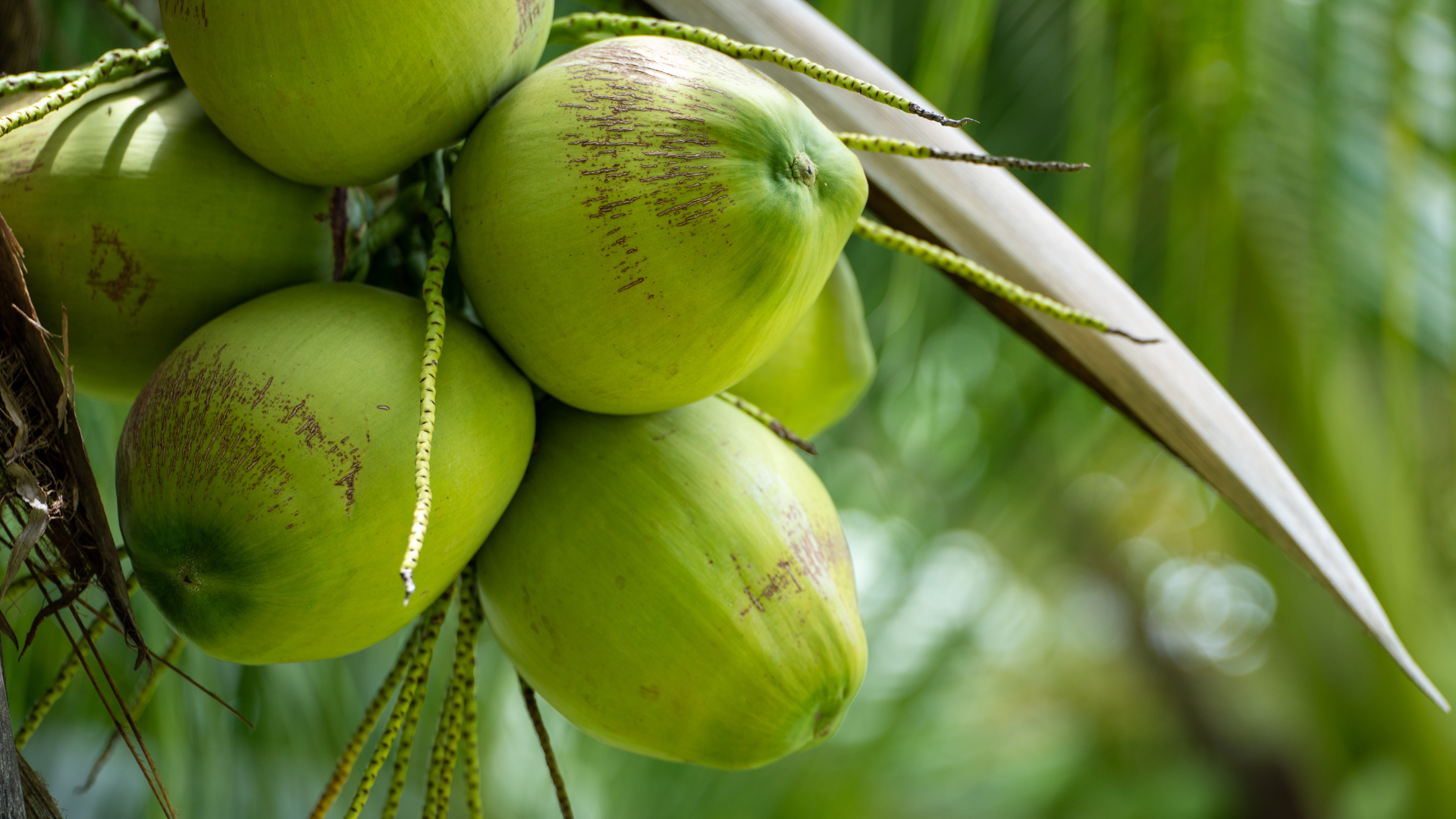 The Coconut Revolution: Transforming Lives and Local Economies in the Philippines