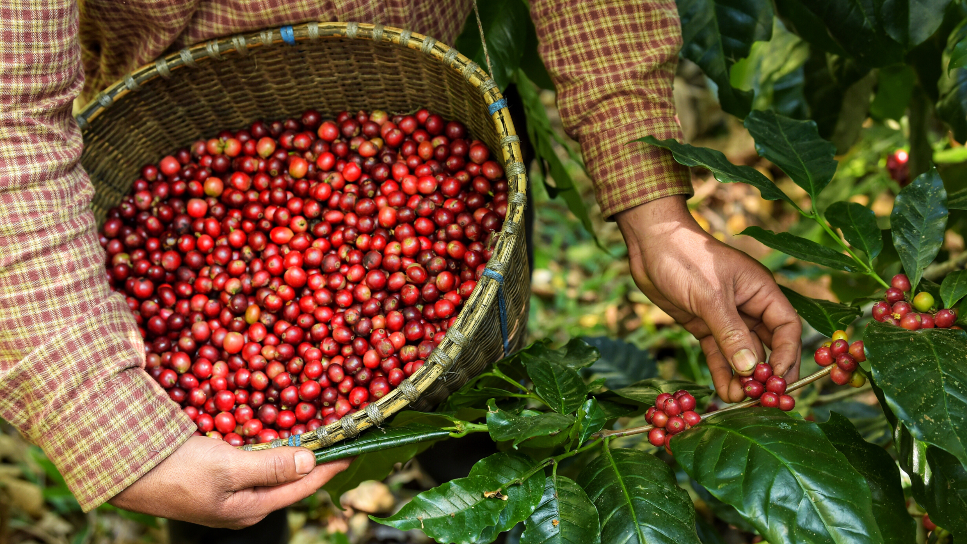 From Legacy to Livelihood: Rebuilding a Better Coffee System in Bohol