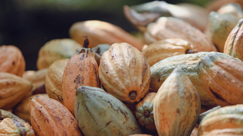 Asia’s first Cacao farm is now a Failure? What went wrong in the Philippines.